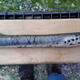 Check out the talon marks on this fallen-from-the-sky lamprey.